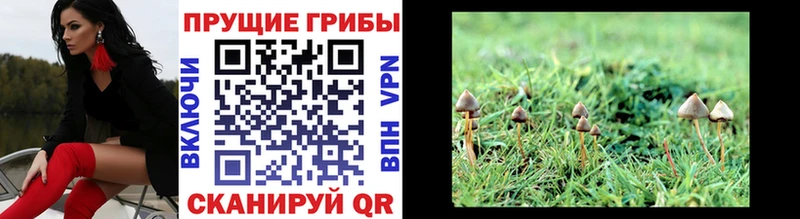 Псилоцибиновые грибы Psilocybine cubensis  Оса 